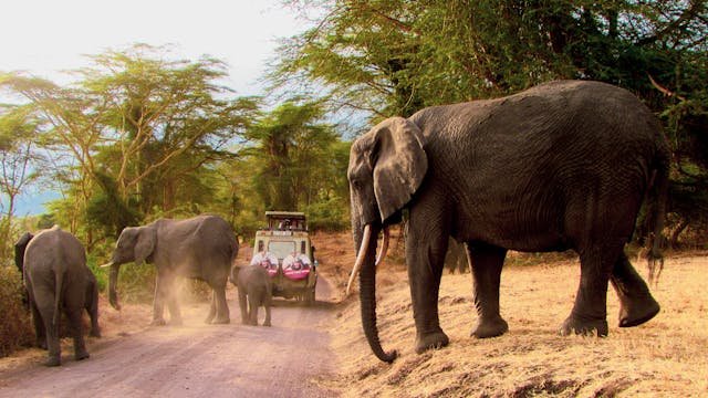 Tanzania Safari Tour Packages: A Comprehensive Guide