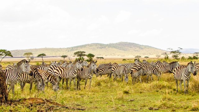 Tanzania Safari Tours for Nigerians